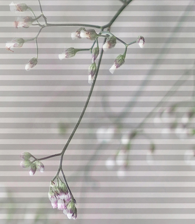 Detailansicht DUETTE® Catalinas 30.649