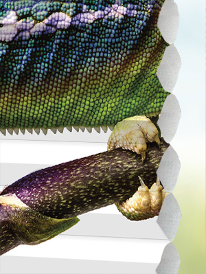 Vue détaillée disponible. - Cliquez ici Stoff Plissee Maßanfertigung DUETTE® Acosta 12.449