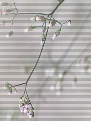 Preview DUETTE® Catalinas 30.649 0